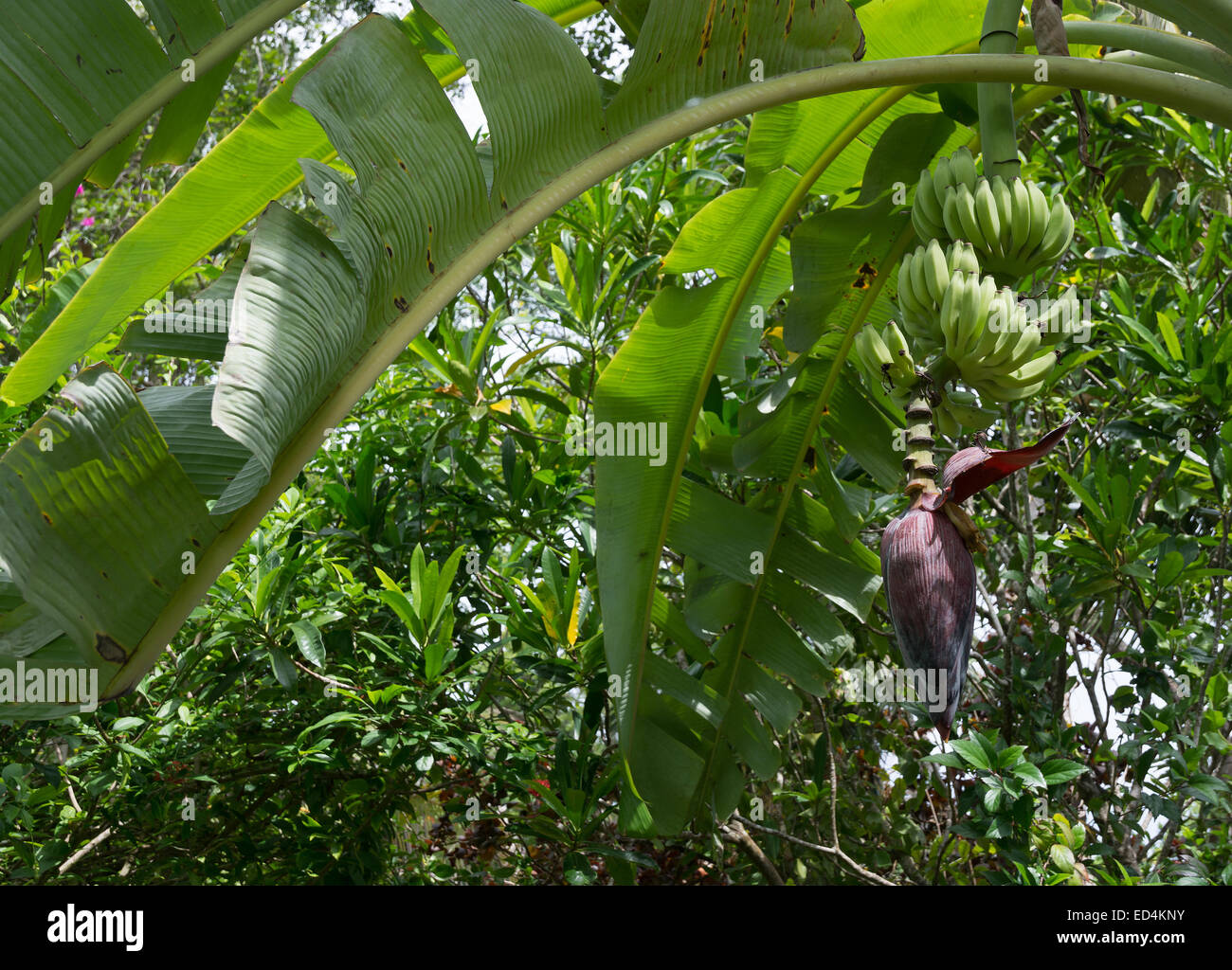 Les bananes sur le jardin de l'arbre dans la Province du Sud, Sri Lanka, en Asie. Banque D'Images