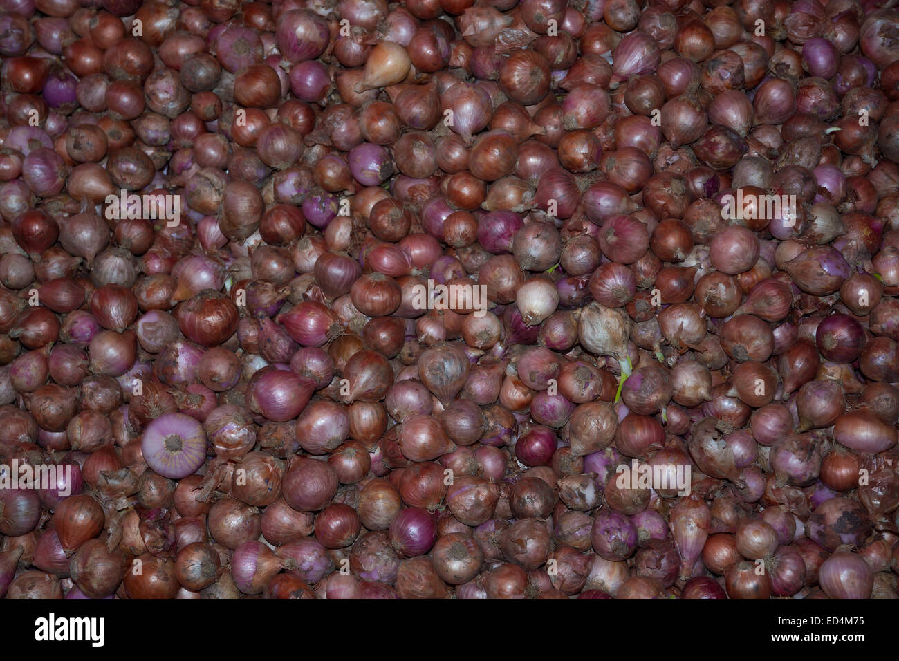 Les oignons colorés en rose, violet et rouge, dans une échoppe de marché dans la région de Tangalle, Province du Sud, Sri Lanka, en Asie. Banque D'Images