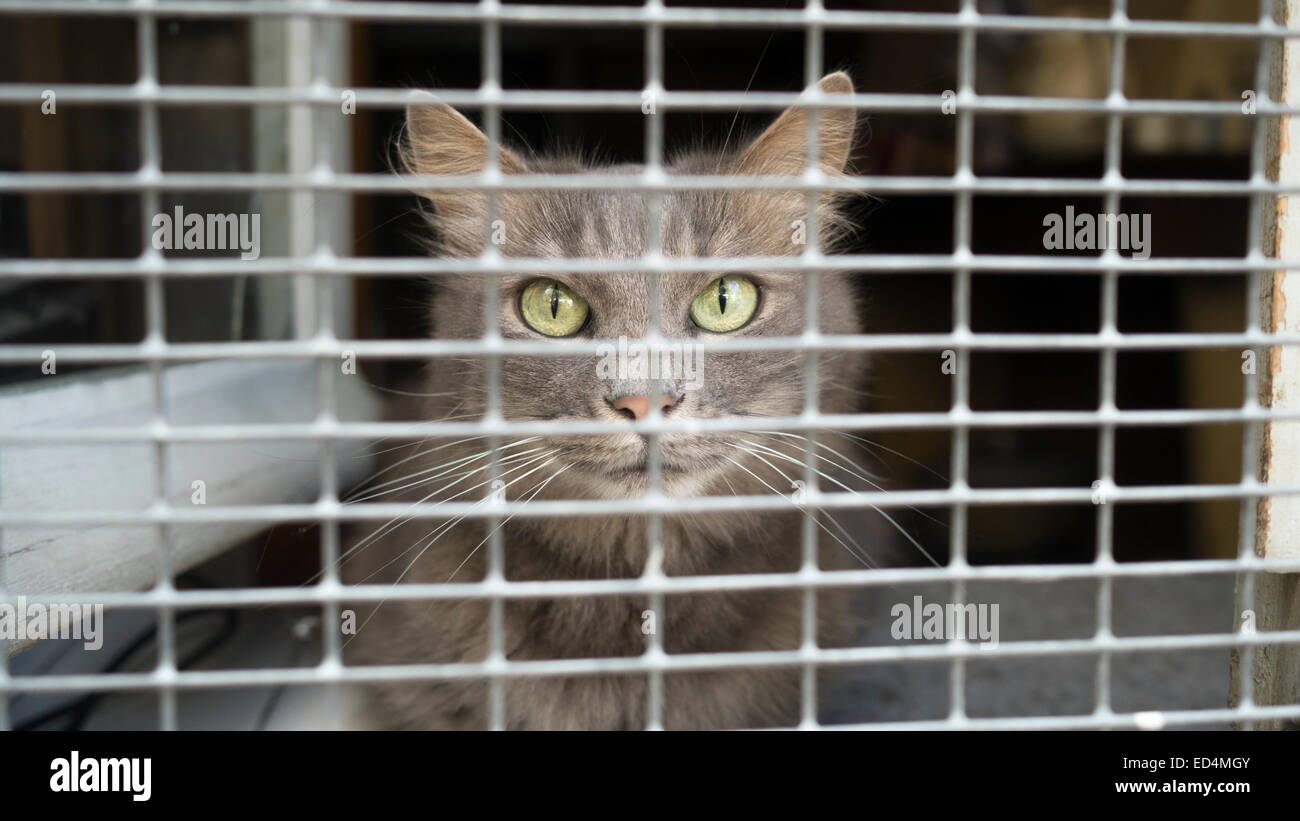 Un Chat De Peeps Derriere Une Grille De Securite Sur Une Fenetre Photo Stock Alamy