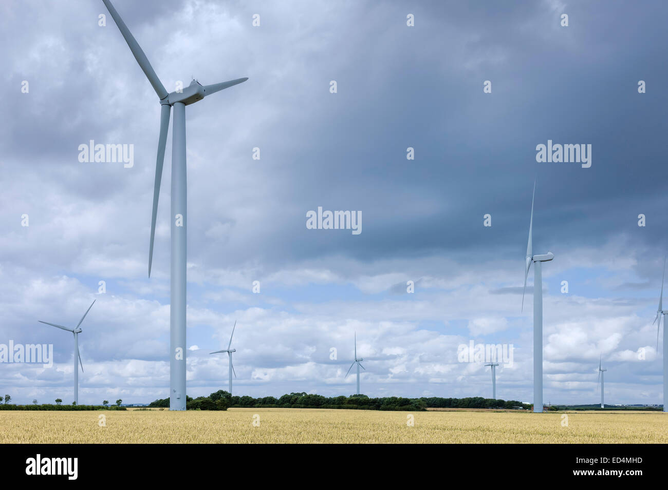 Une éolienne moderne dans un champ de blé mûr sur une journée calme en été  près de Beverley, Yorkshire, UK Photo Stock - Alamy