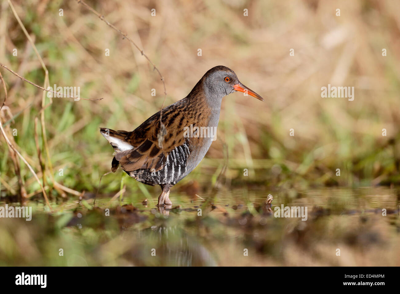 L'eau Rail Rallus aquaticus, seul, oiseau de marais, Warwickshire, Décembre 2014 Banque D'Images