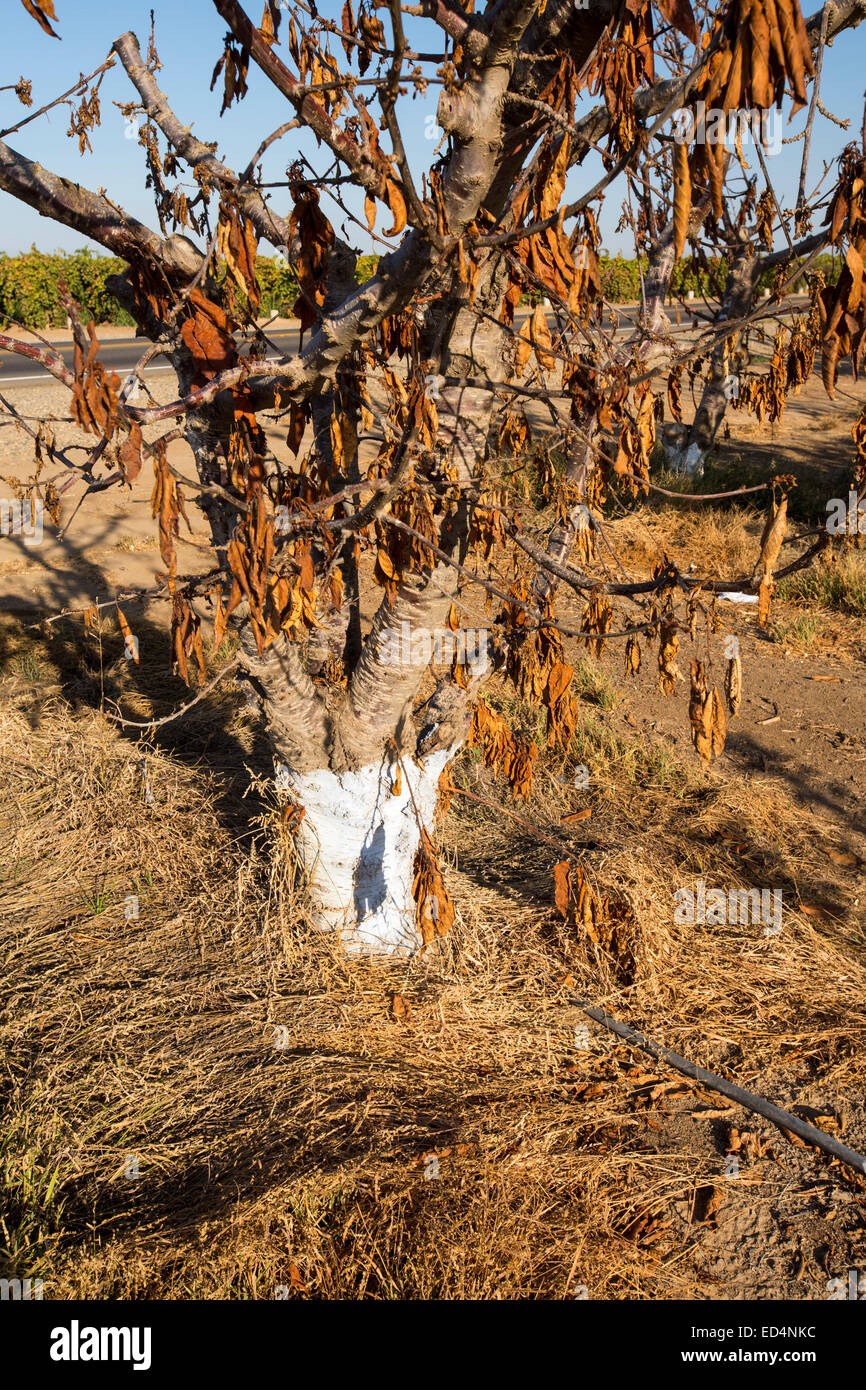 Mourir d'amandiers qui n'ont plus d'eau pour irriguer d'eux près de Bakersfield, Californie, USA. La Californie produit 80 % de la Banque D'Images
