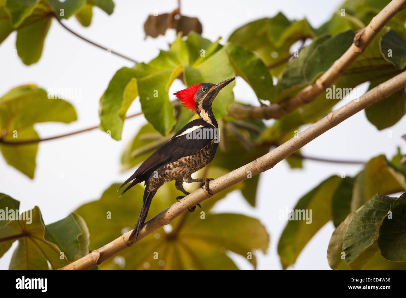 Lineated Woodpecker Dryocopus lineatus,, dans un Secropia tree à Las Minas dans le Cocle province, République du Panama. Banque D'Images