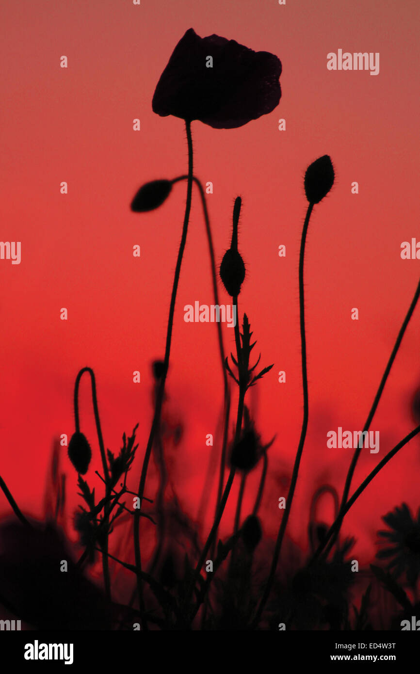 Silhouette de coquelicots rouges, fleurs et bourgeons contre ciel rouge prises à la verticale d'un point de vue faible. Banque D'Images
