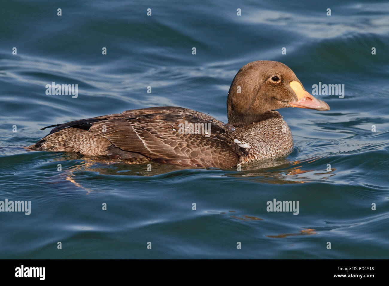 - Eider à tête grise (Somateria spectabilis) - 1er homme hiver Banque D'Images