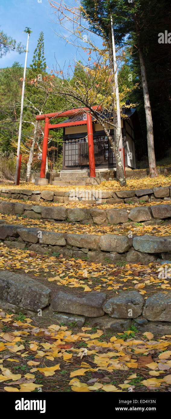 Feuilles de ginkgo d'automne au Japon. Banque D'Images