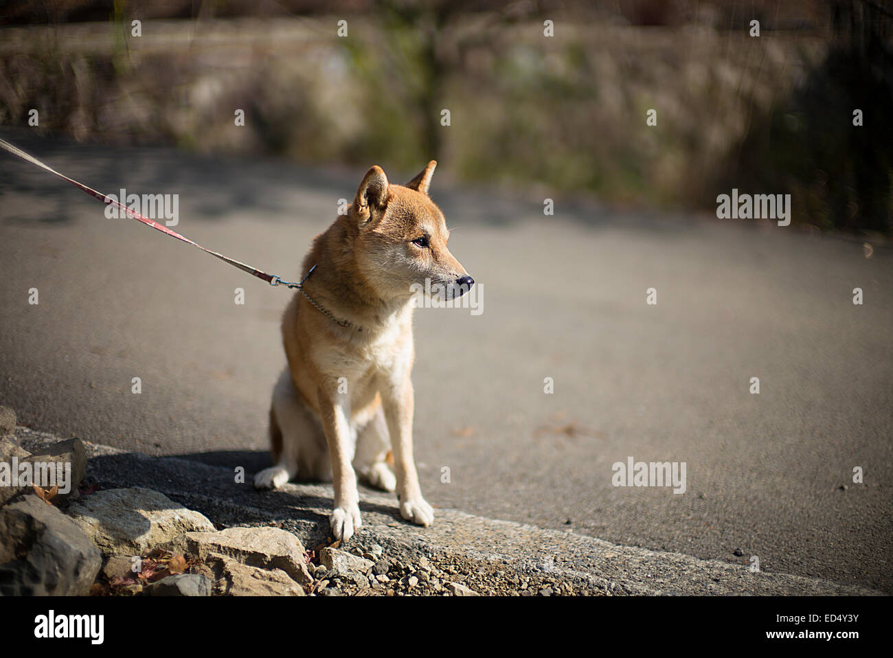 Race de chien Akita japonais au Japon. Banque D'Images