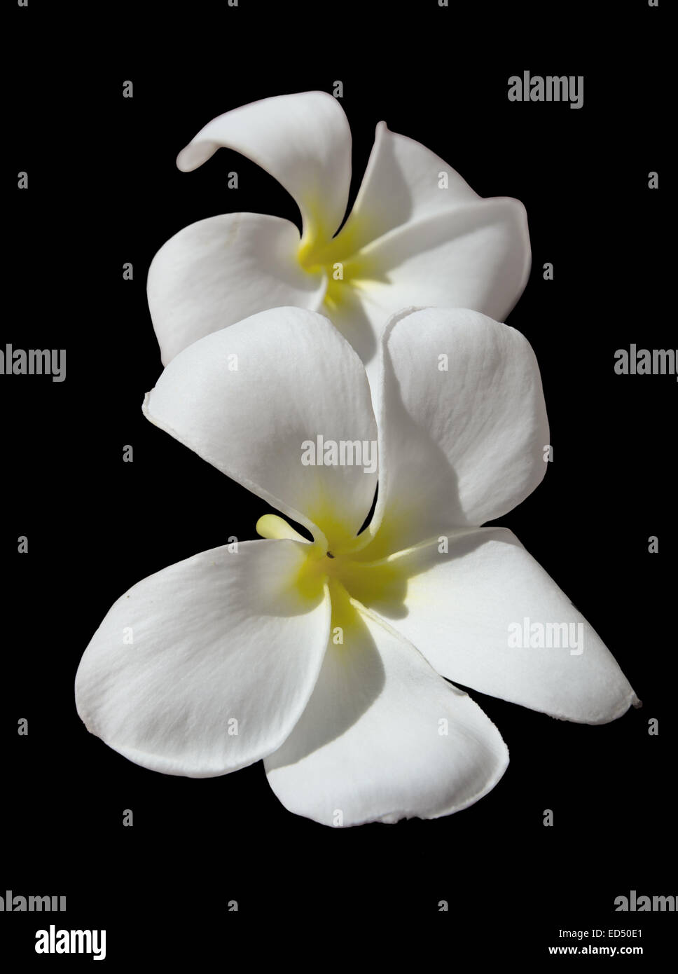 Temple Tree Flower ou Frangipani isolé sur noir. Banque D'Images