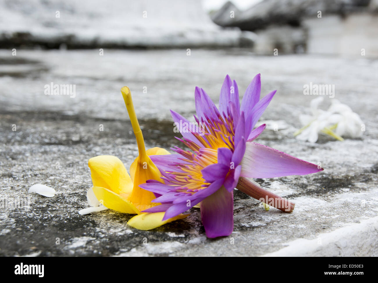 Fleur nationale du Sri Lanka, Star lotus, offrant sur le béton en jaune et violet. Banque D'Images