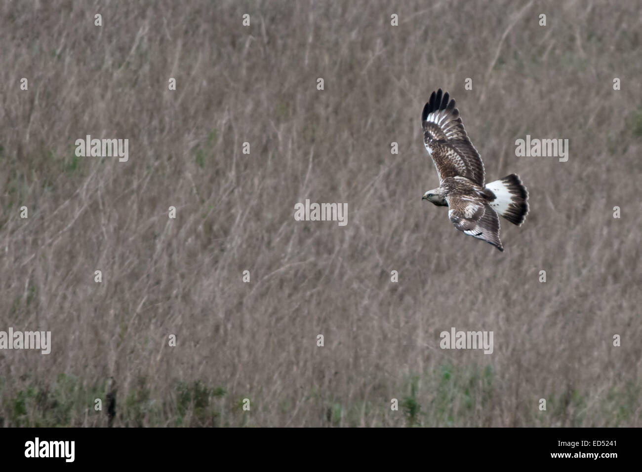 Les Buzzard-Buteo lagopus en vol. Uk Banque D'Images