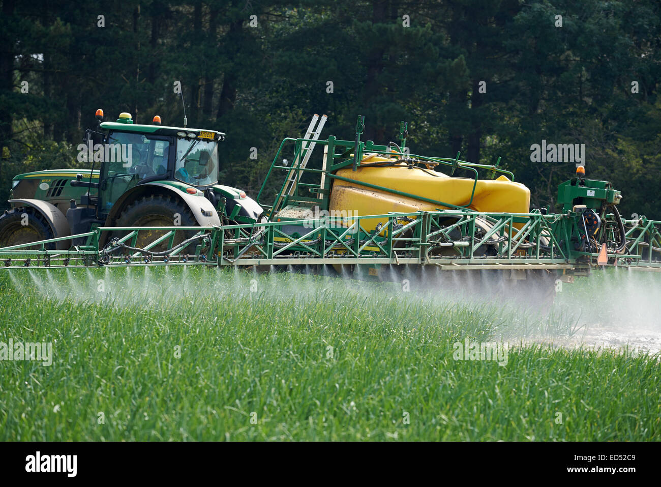La récolte de blé avec des pesticides pulvérisés, Tunstall, Suffolk, UK. Banque D'Images
