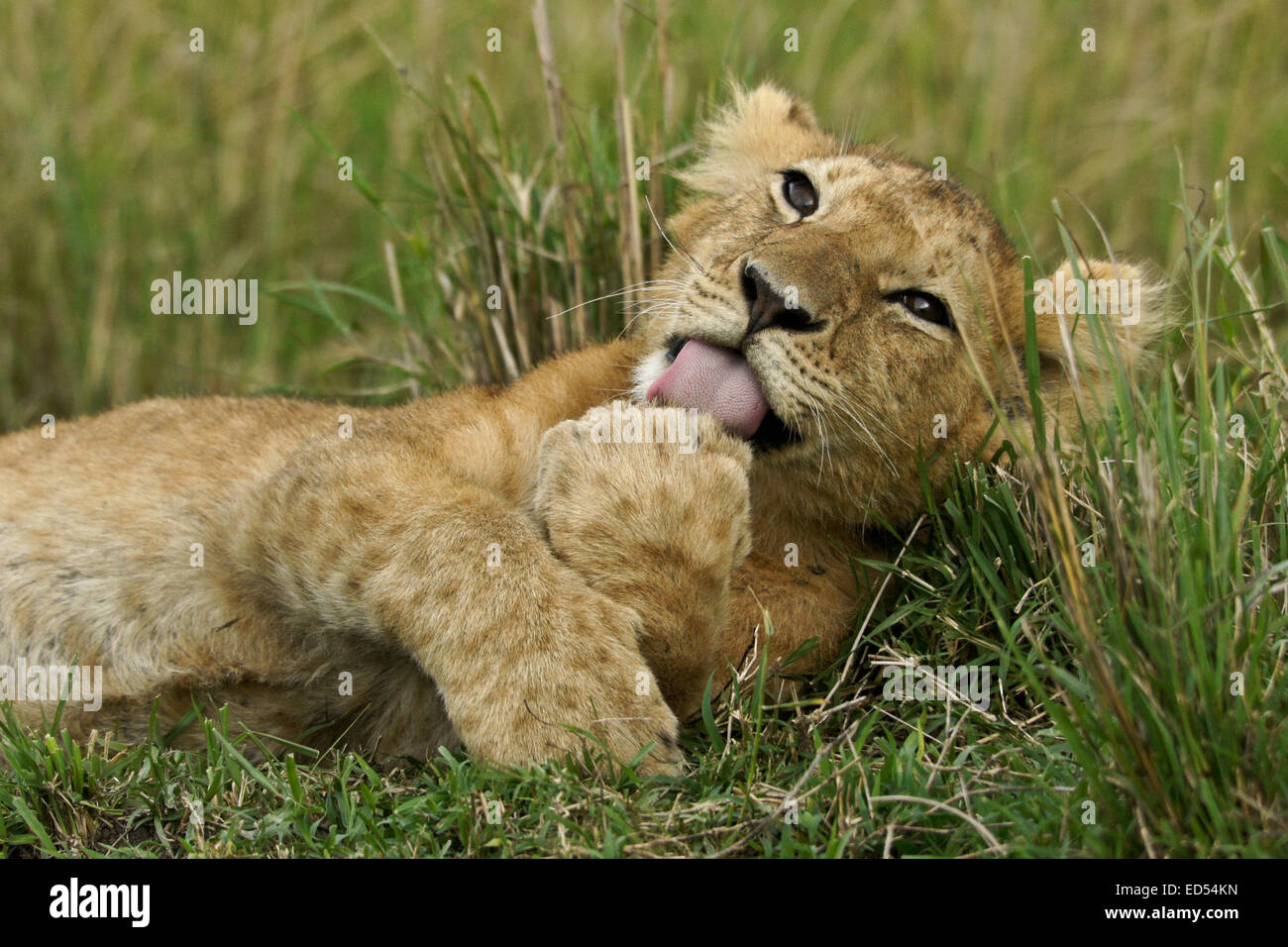 Lion cub le nettoyage lui-même, Masai Mara, Kenya Banque D'Images
