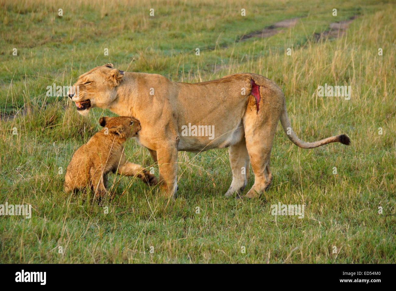 Lionne blessés avec cub, Masai Mara, Kenya Banque D'Images