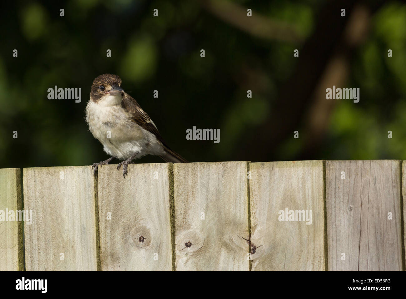 Une photographie d'un jeune oiseau boucher sur une clôture. La photographie a été prise dans le nord du NSW, Australie. Banque D'Images