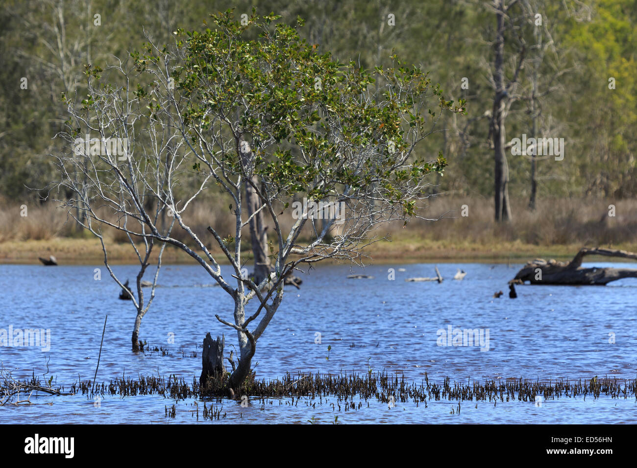 Une photographie de la superficie des zones humides (marais salant) près de la nouvelle mise à niveau de l'autoroute du Pacifique à Brunswick Heads dans le nord du NSW, Australie. Banque D'Images