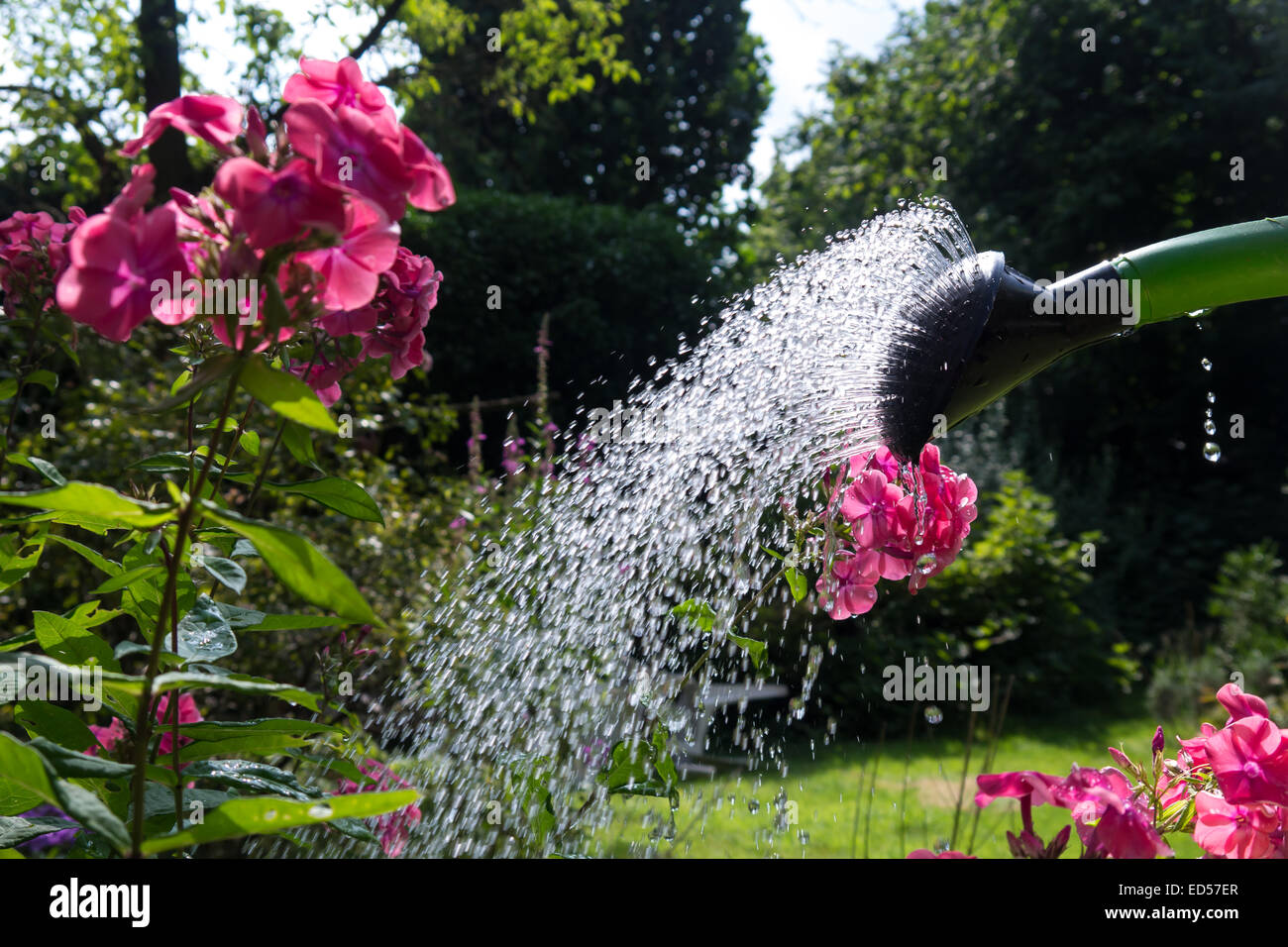 Jardinage avec arrosoir et fleurs Banque D'Images