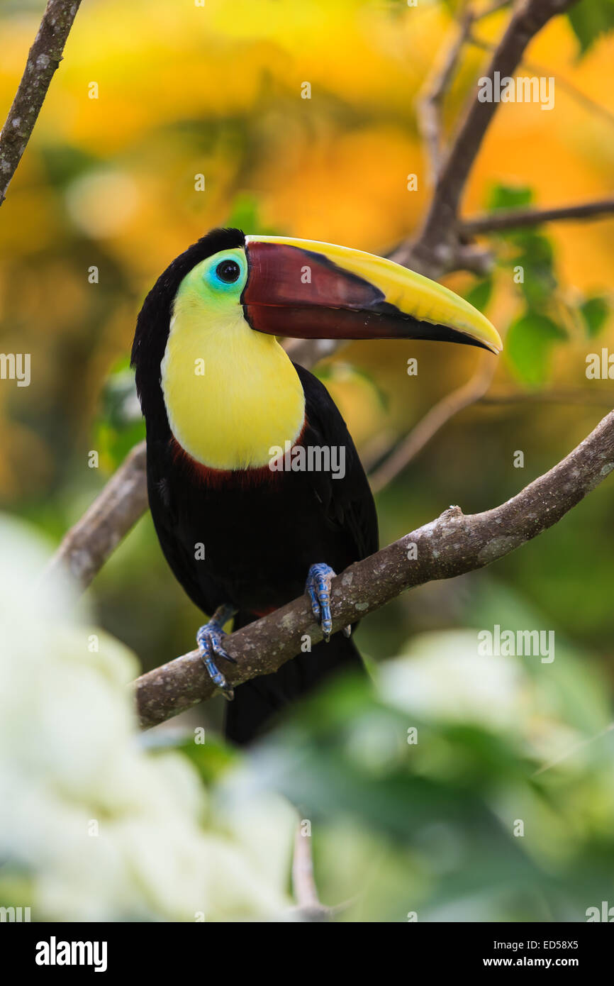 Toucan. Costa Rica. Banque D'Images