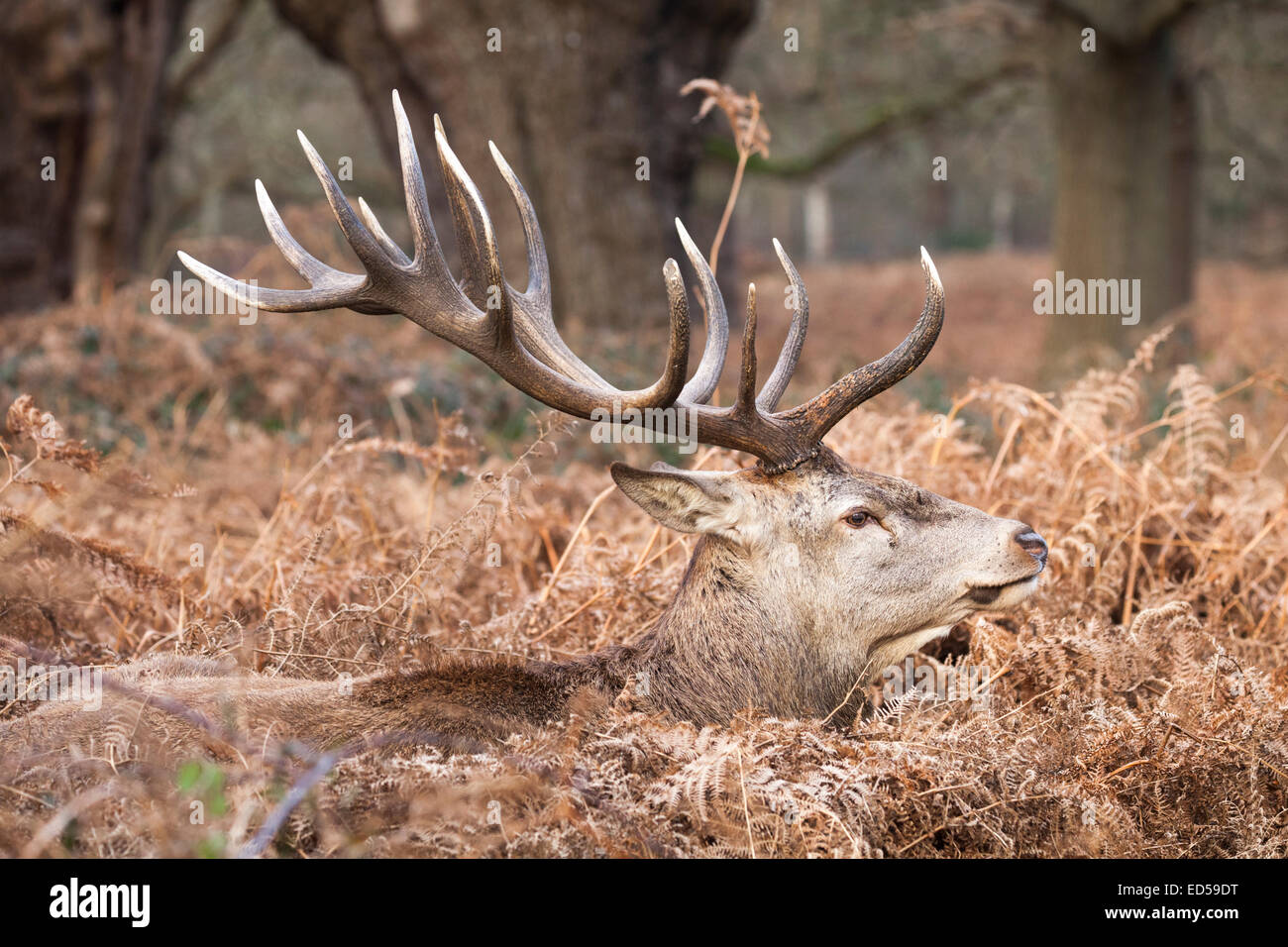 Red Deer (Cervus elaphus cerf mâle) avec des bois complètement adulte, au repos dans l'herbe d'hiver Banque D'Images