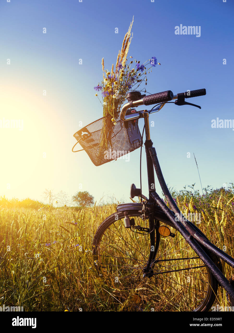Un champ et un vélo avec bouquet et ciel bleu en été Banque D'Images