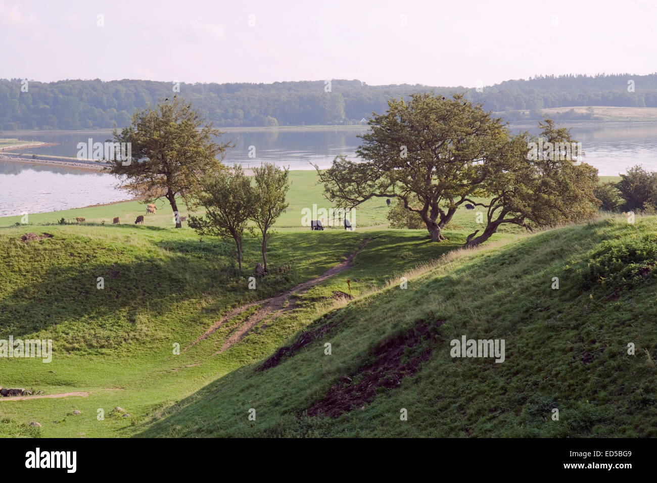 Le bétail dans les champs à la château en ruine Kalo près d'Aarhus, Danemark Banque D'Images