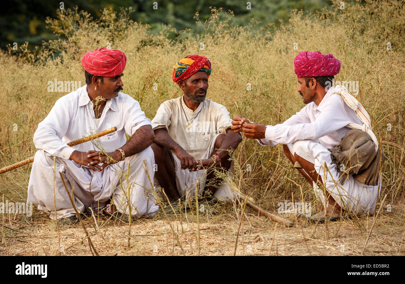 Trois agriculteurs indiens du Rajasthan portant des vêtements traditionnels et turbans rouges accroupis dans l'herbe haute Banque D'Images