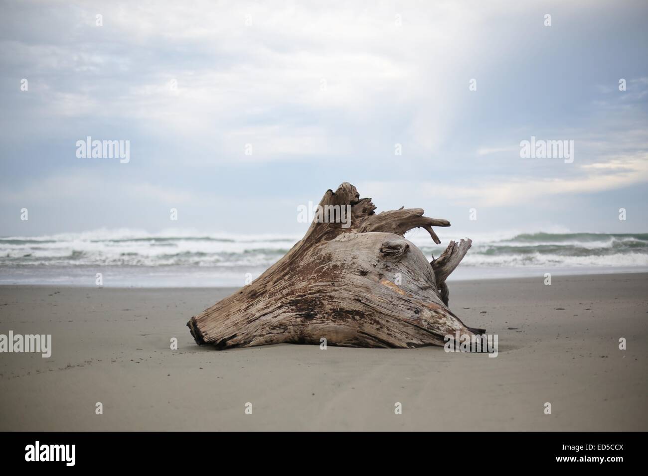 Un gros morceau de bois flotté sur une plage de Californie. Banque D'Images