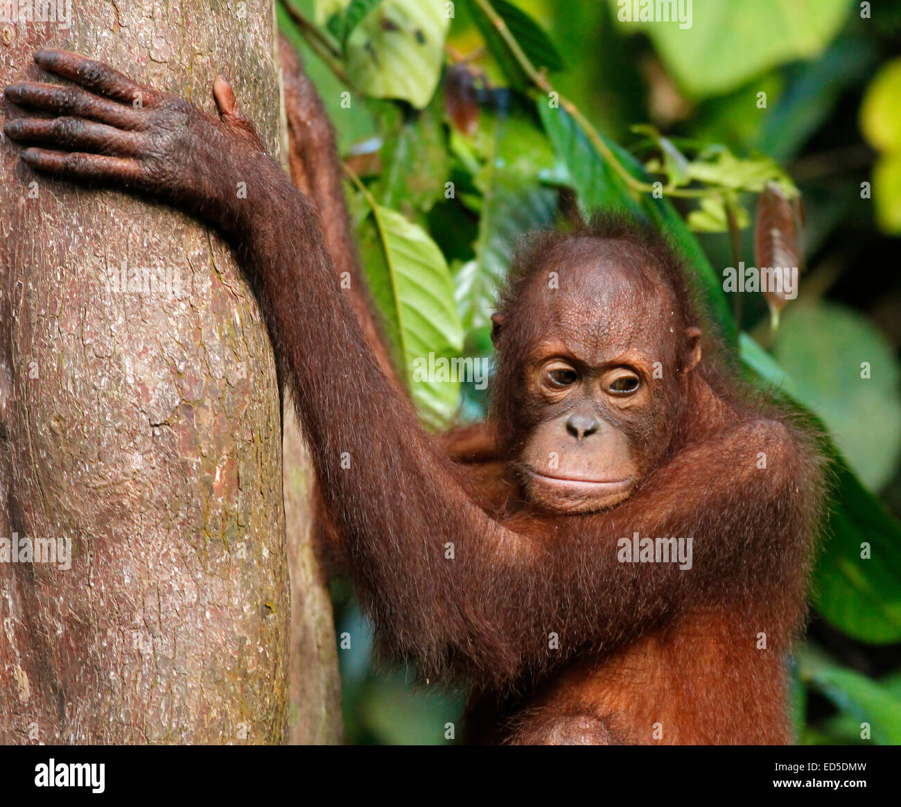 Orang-outan grimper sur un arbre lors de centre de réhabilitation de Sepilok, Sabah, Malaisie Banque D'Images
