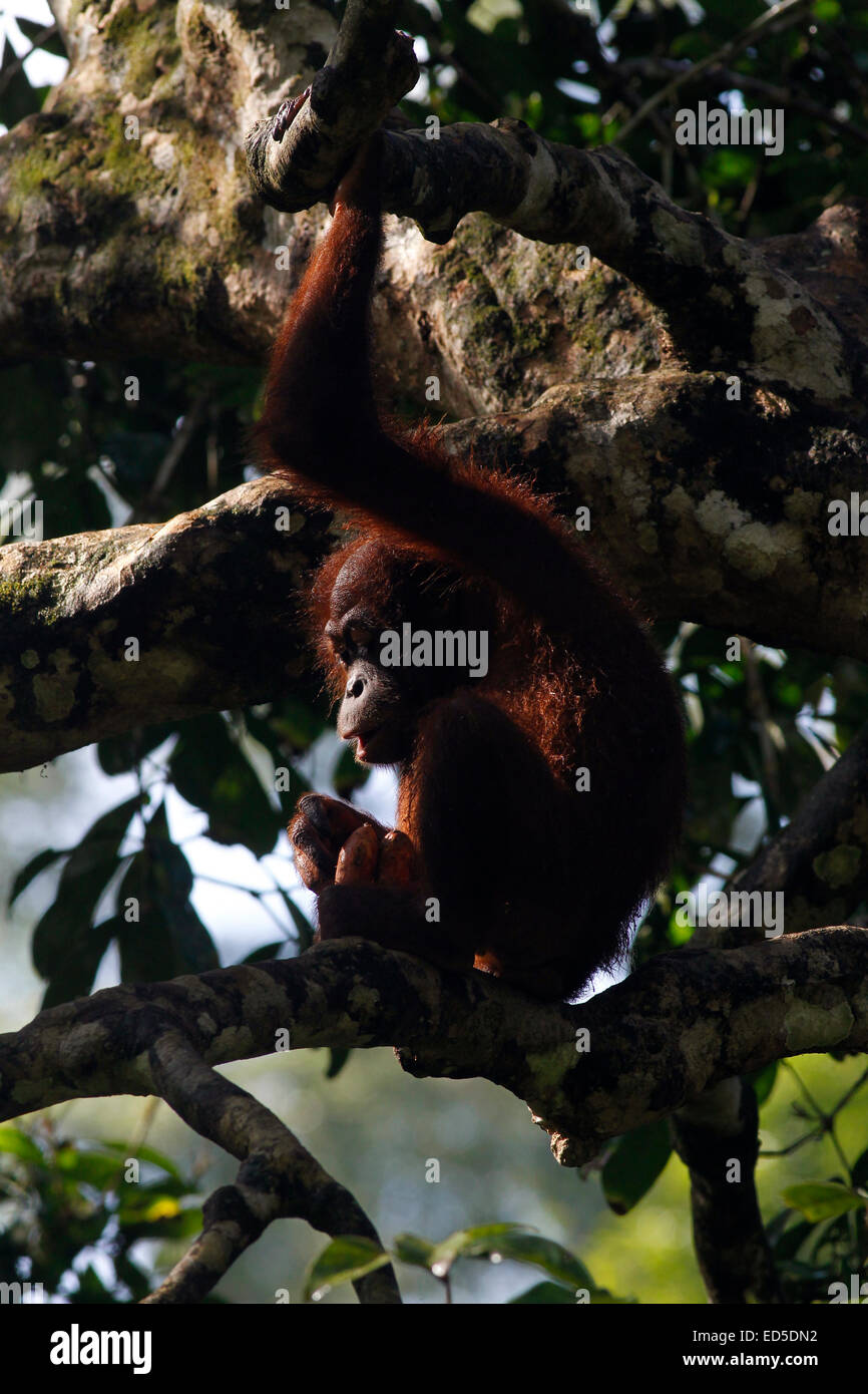 Orang-outan assis dans un arbre au centre de réhabilitation de Sepilok, Sabah, Malaisie Banque D'Images