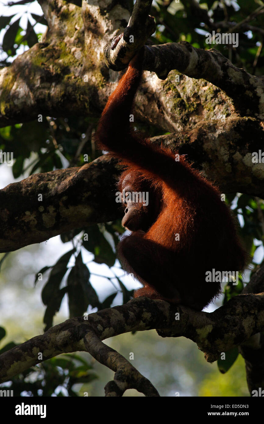 Orang-outan assis dans un arbre au centre de réhabilitation de Sepilok, Sabah, Malaisie Banque D'Images