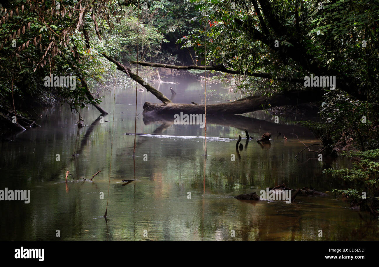 Paku River entre les alluvions fluviales (rainforest) dans le parc national du Gunung Mulu, Sarawak, Malaisie Banque D'Images