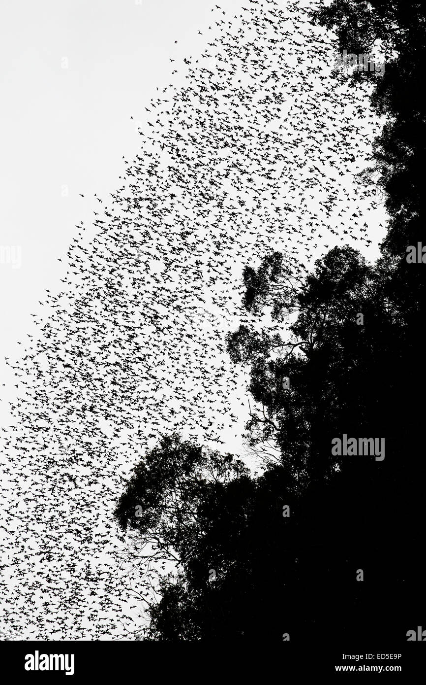 Des millions de lèvres rides chauves-souris à queue libre - Khairéphon plicata - congé Deer Cave dans le parc national du Gunung Mulu au crépuscule, au Sarawak Banque D'Images