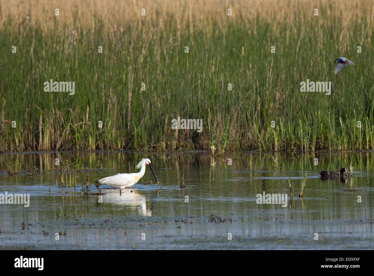 Spoonbill commun o Spatule blanche (Platalea leucorodia), delta du Danube, Roumanie, Europe Banque D'Images
