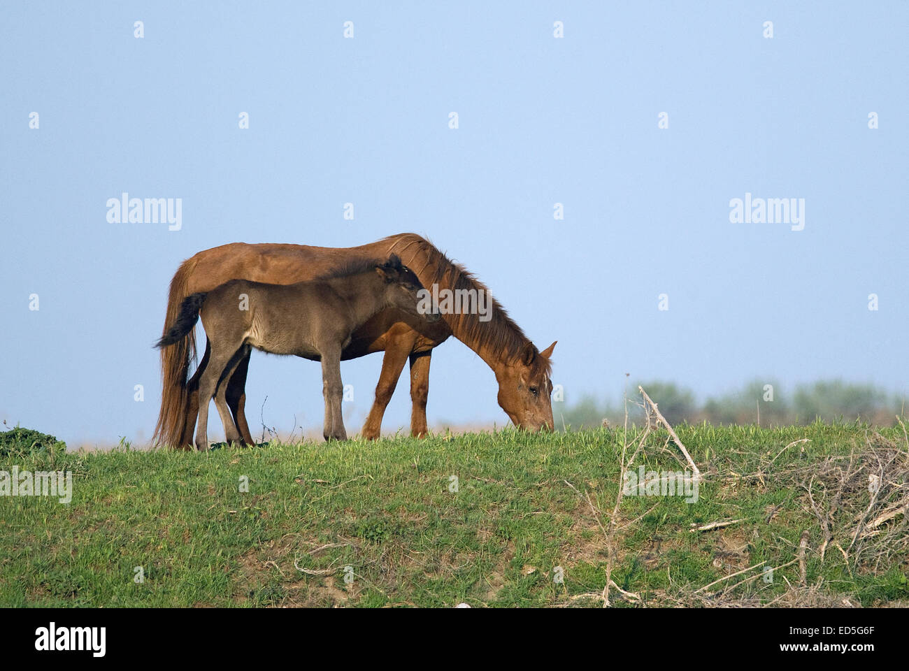 Poulain avec Cheval (Equus caballus), delta du Danube, Roumanie, Europe Banque D'Images