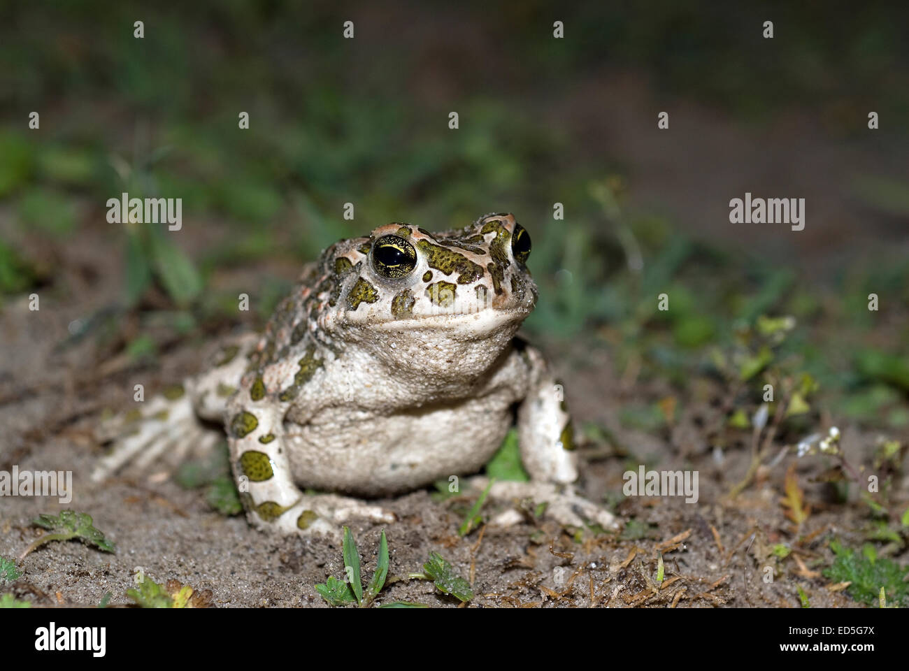 Crapaud vert (Bufo viridis), delta du Danube, Roumanie, Europa Banque D'Images
