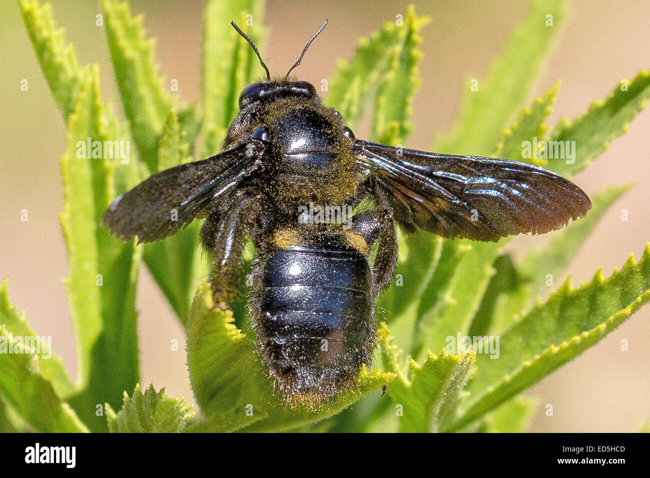 Abeille menuisier géante africaine, Xylocopa (Mésotrichia) Westwood , Col de Pakhuis à Heuningvlei, montagnes de Cederberg, Cap occidental, Afrique du Sud Banque D'Images