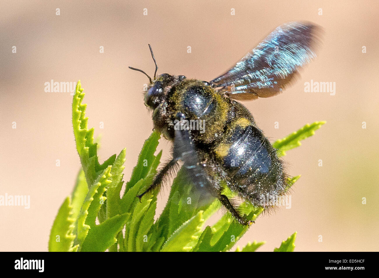 Abeille menuisier géante africaine, Xylocopa (Mésotrichia) Westwood , Col de Pakhuis à Heuningvlei, montagnes de Cederberg, Cap occidental, Afrique du Sud Banque D'Images