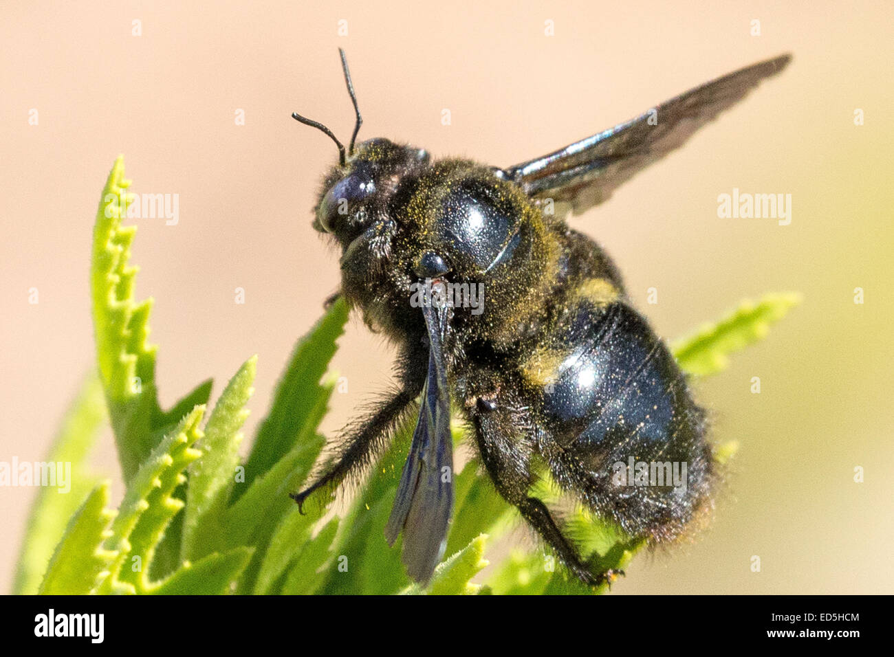 Abeille menuisier géante africaine, Xylocopa (Mésotrichia) Westwood , Col de Pakhuis à Heuningvlei, montagnes de Cederberg, Cap occidental, Afrique du Sud Banque D'Images