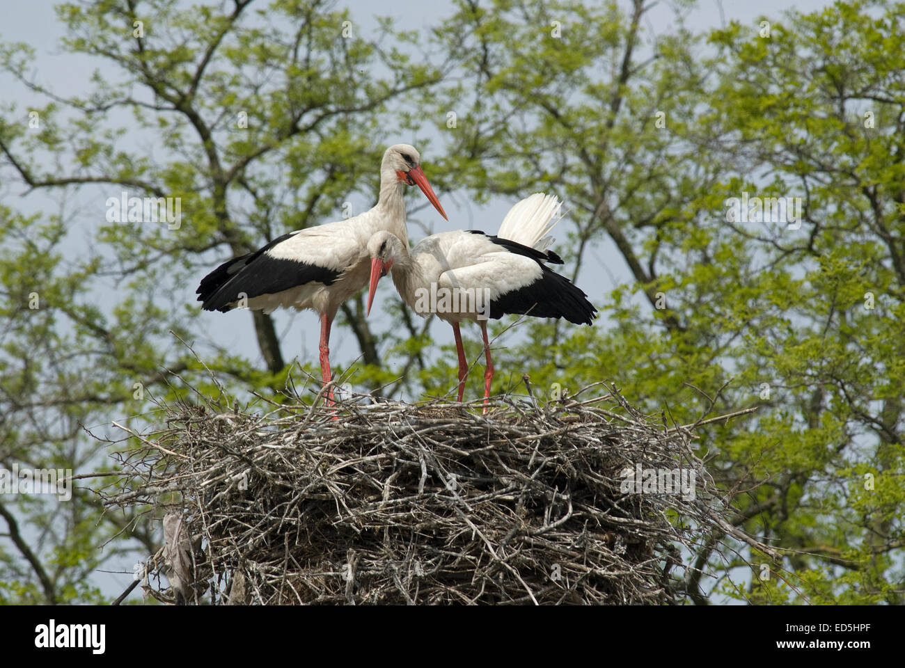 Couple de cigognes blanches (Ciconia ciconia) dans le nid, delta du Danube, Roumanie, Europa Banque D'Images