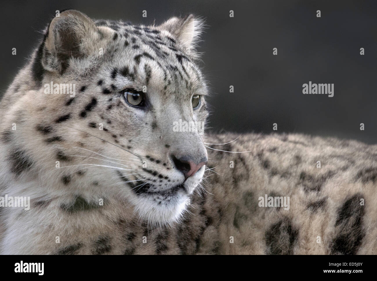 Homme snow leopard Banque D'Images