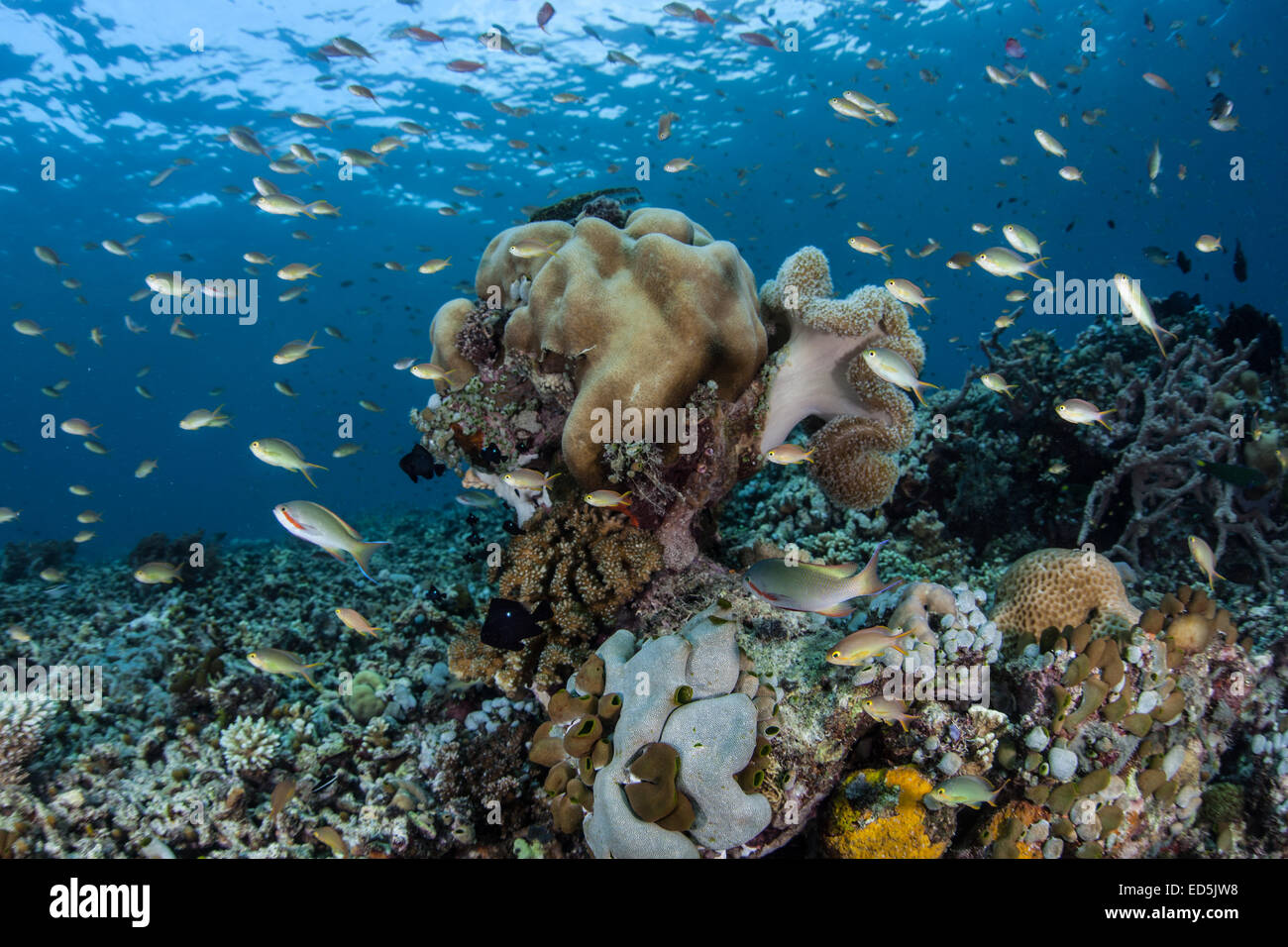 Poissons de récif coloré (Pseudanthias sp.) se nourrissent d'organismes planctoniques au-dessus d'une barrière de corail en Indonésie. Banque D'Images