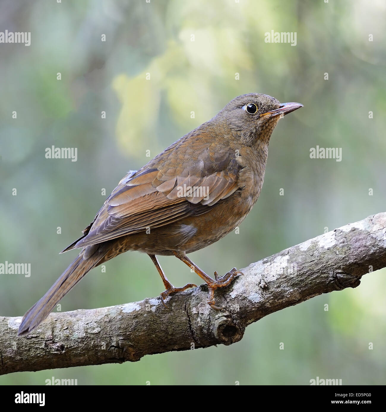 Bel oiseau gris, femelle gris à épaulettes (Turdus boulboul), debout sur une branche, portrait Banque D'Images