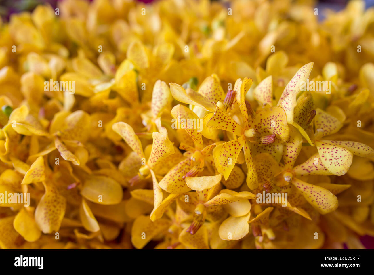 Fond d'orchidée jaune Banque D'Images