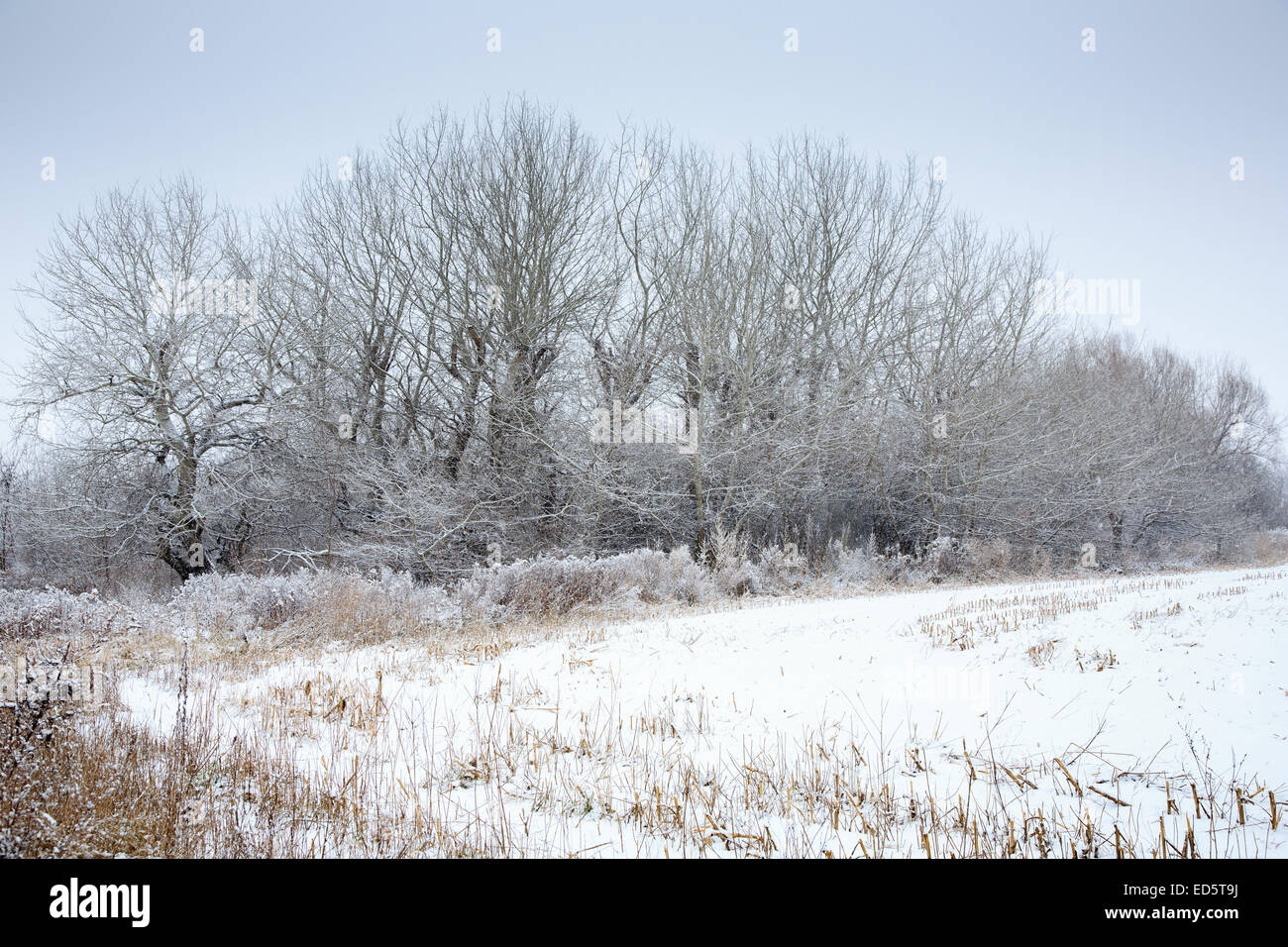 Paysage de banlieue couverts avec première neige pure Banque D'Images