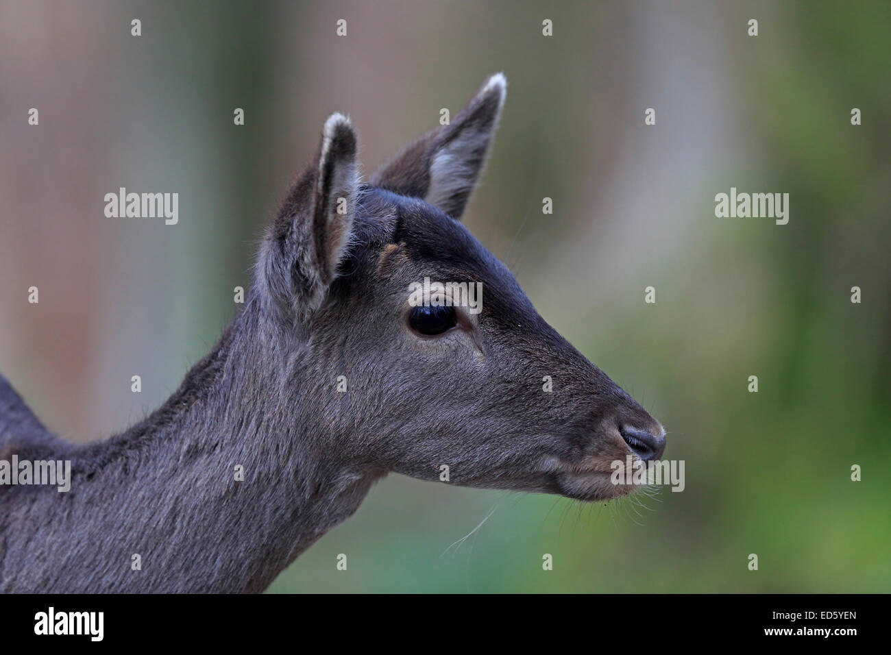 Head shot of a wild femme manteau d'hiver en daim Banque D'Images