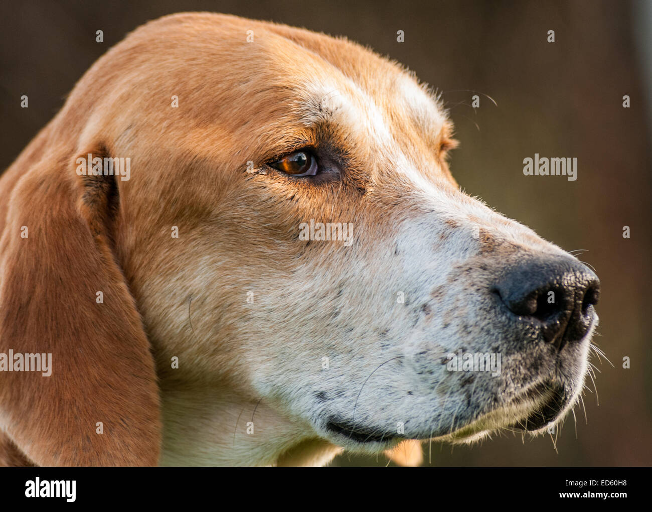 Fox Hound lors d'une réunion de la chasse de Belvoir Banque D'Images