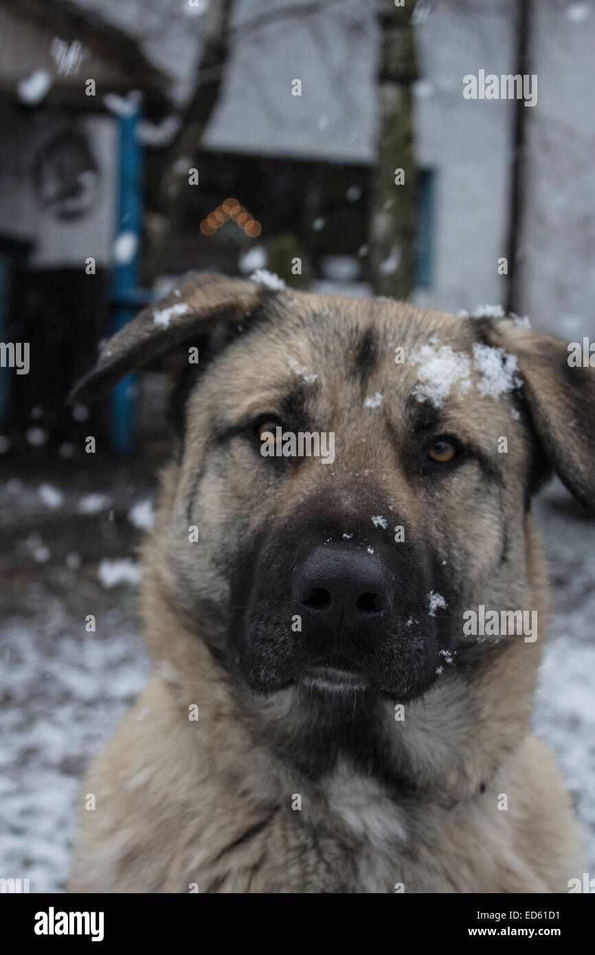 Chien de race mélanger à l'appareil photo Banque D'Images