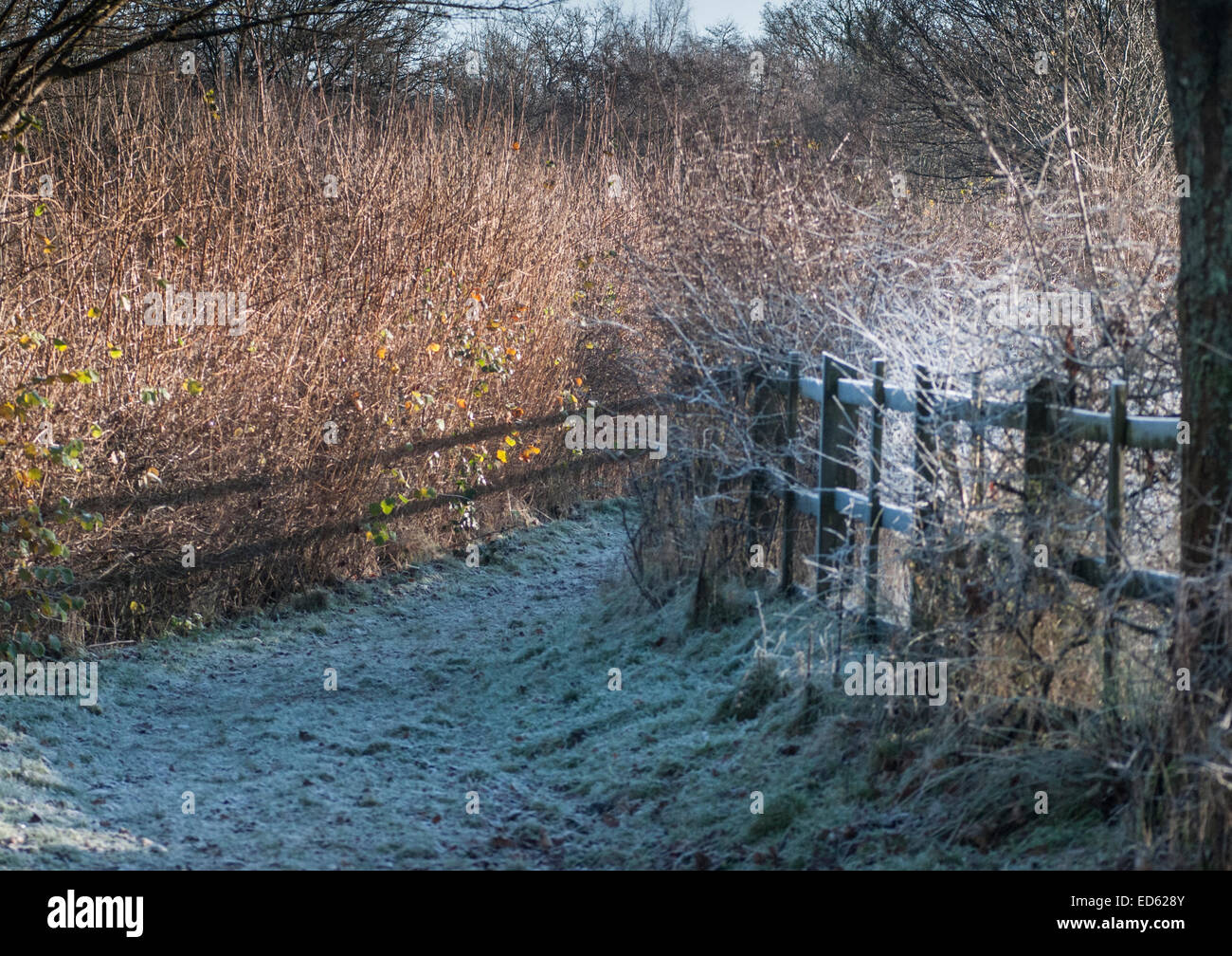 Ticehurst, East Sussex, Royaume-Uni. 29 décembre 2014. Météo au Royaume-Uni. Le lever du soleil jette l'ombre d'une clôture sur hedgerow dans la campagne Banque D'Images
