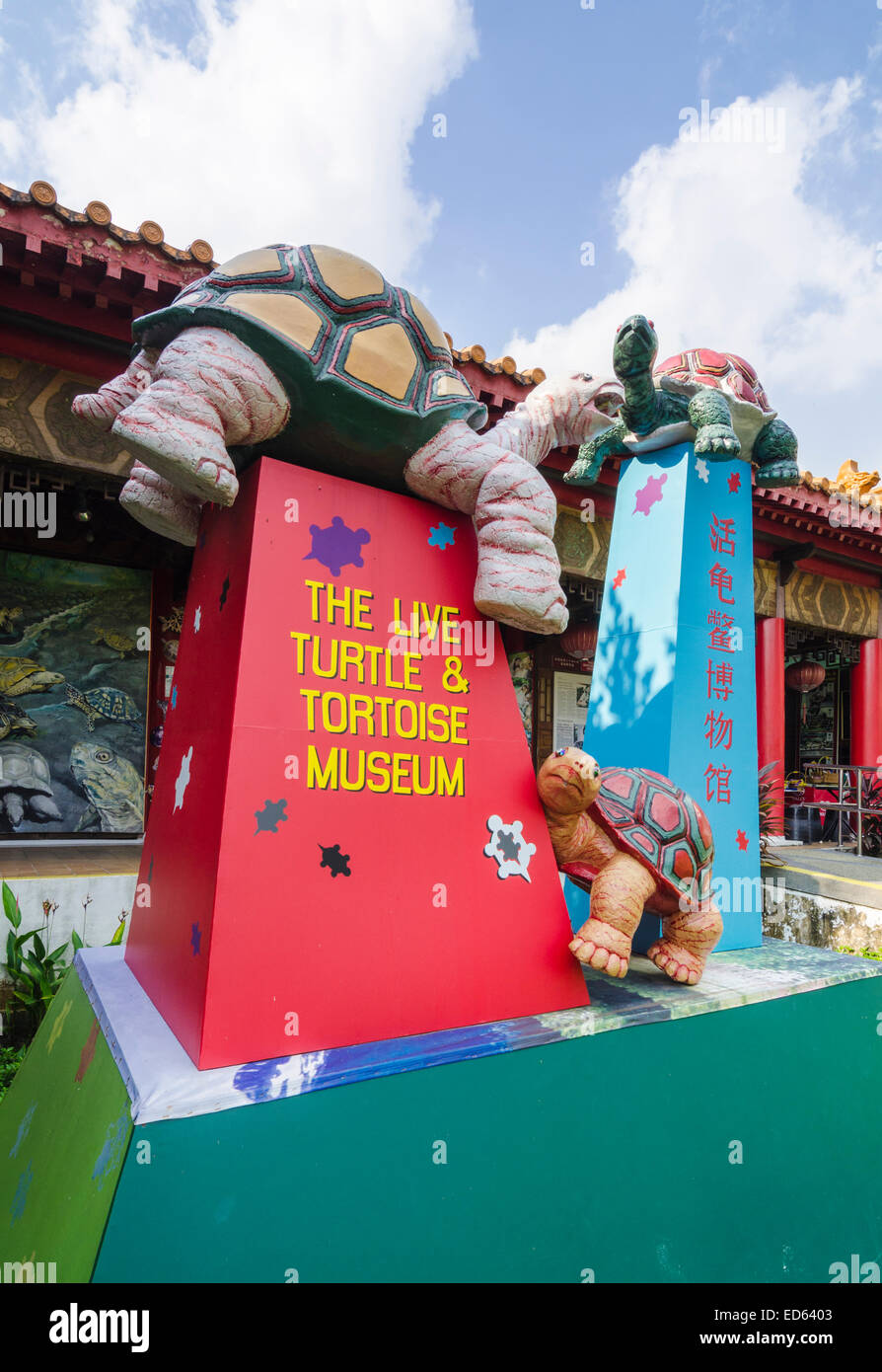 Tortues Terrestres et vivre le musée dans le Jardin de Chine, Singapour Banque D'Images