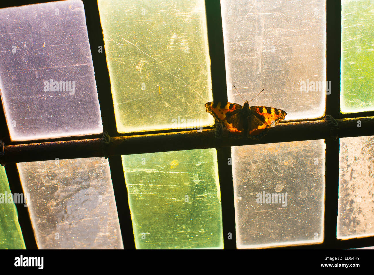 En face de papillon vitrail, ancienne église paroissiale, Peebles, Scottish Borders, Décembre 2014 Banque D'Images