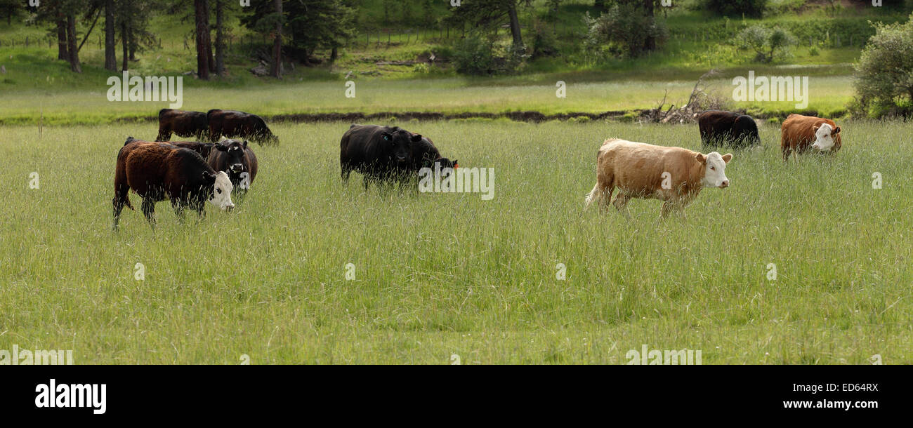 Pâturage du bétail sur les terres louées de la forêt nationale Banque D'Images